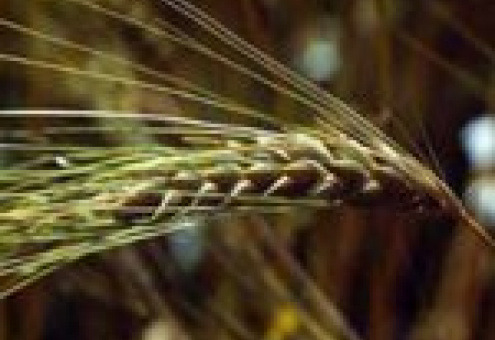 ЕС наращивает экспорт пшеницы и ячменя