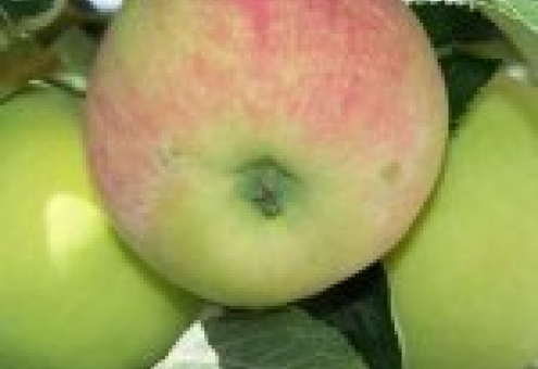 Предприятия потребкооперации Беларуси приступили к заготовке яблок