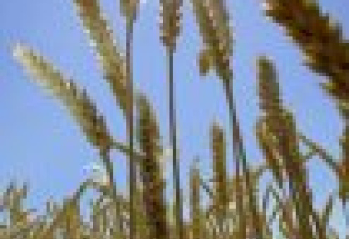 В России увеличиваются цены на пшеницу