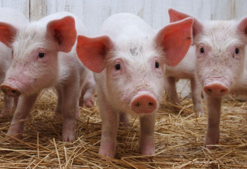 Из-за вспышки АЧС в приграничных районах Беларуси запрещено содержать домашних свиней