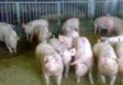 Россия запретила ввоз живых свиней и готовой продукции из Германии