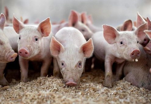 В России увеличилось поголовье свиней