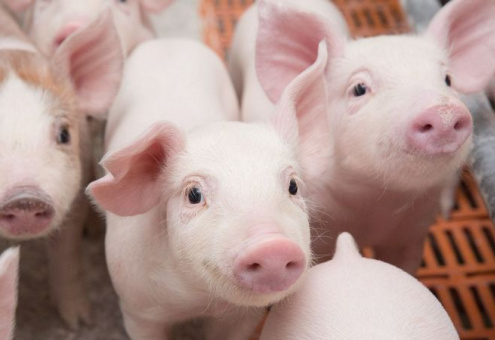 В этом году производство свинины в РФ продолжит расти