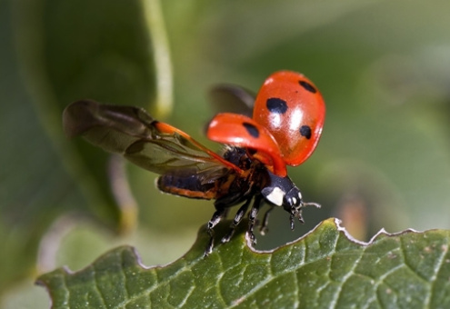 8 насекомых, которых выращивают для кулинарии и промышленности