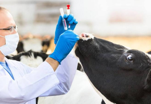 Коронавирус КРС обнаружен на большинстве молочных ферм в Европе