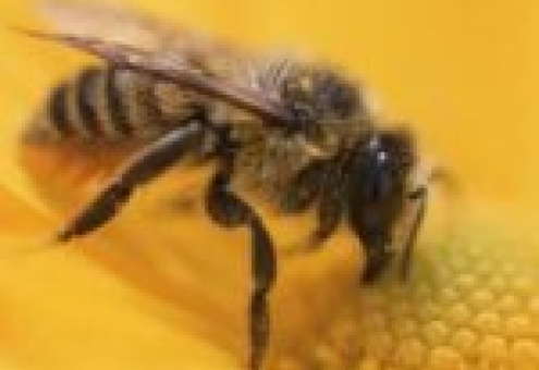 Вымирание пчел может привести к гибели человечества