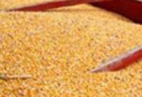 Валовой сбор зерна в хозяйствах Беларуси превысил 8 млн. тонн