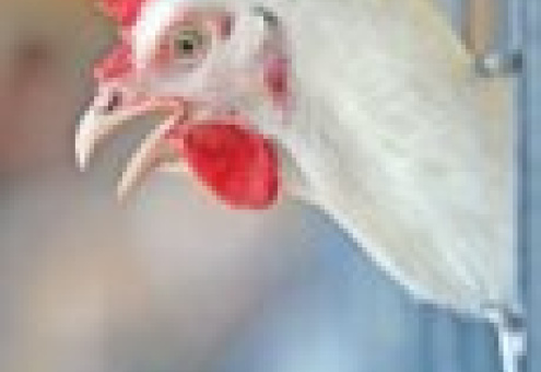 Минэкономразвития прощупывает почву для экспорта российской курятины