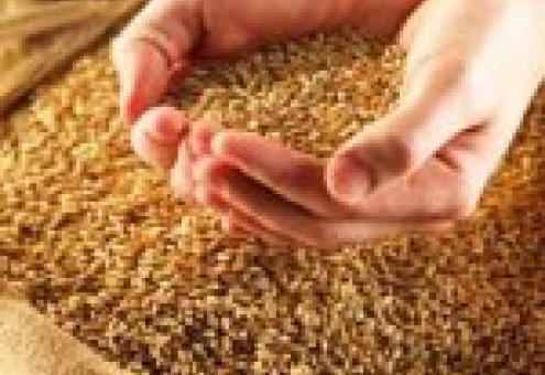 Украина в 2009 году экспортирует 18-20 млн тонн зерна