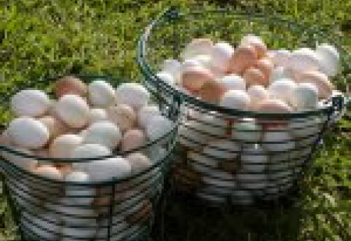 Птицеводы РФ против ввоза заменителей яичных продуктов
