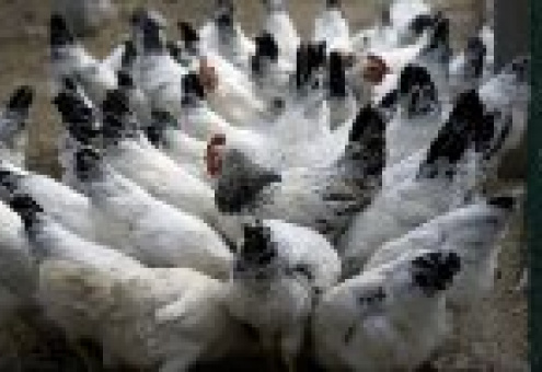 Отказ от парафина при выпуске упаковки для мяса птицы
