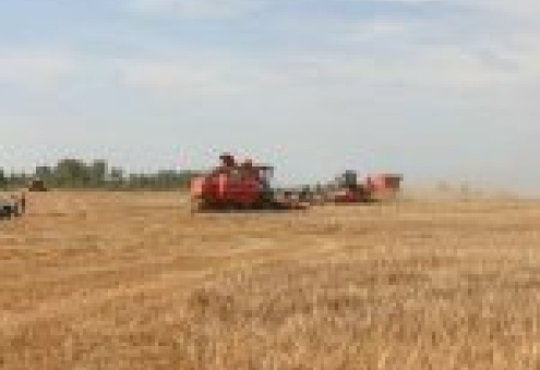В Беларуси завершилась массовая уборка зерновых