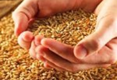 Беларусь планирует в нынешнем году продать на бирже до 100 тыс. т зерна ржи