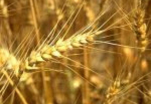 Пшеница упала в цене до рекордно низкого уровня за последние восемь месяцев