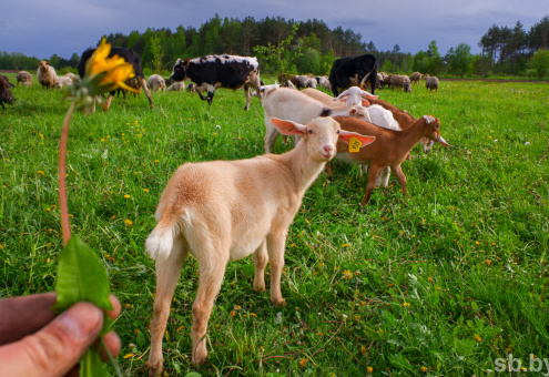 Альпийские и зааненские: племенных коз начали разводить в Могилевской области