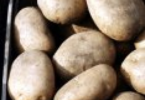 Россия: объем производства картофеля в 2010 году снизился на 32%