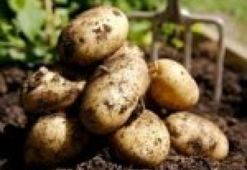 Объем производства картофеля в России в 2010 году снизился на 32%