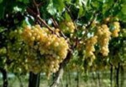 Молдова: создание виноградарско-винодельческих зон