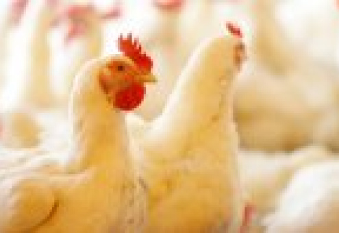 Россияне тратят 2,5 тыс. рублей в год на приобретение мяса птицы