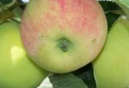Предприятия Белкоопсоюза увеличили заготовку яблок на 20%