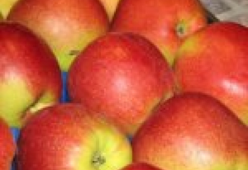 Польские производители яблок будут продвигать свою продукцию в РФ