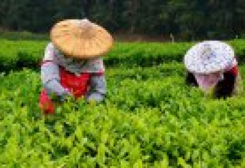 В Японии обнаружена и запрещена к продаже партия радиоактивного чая