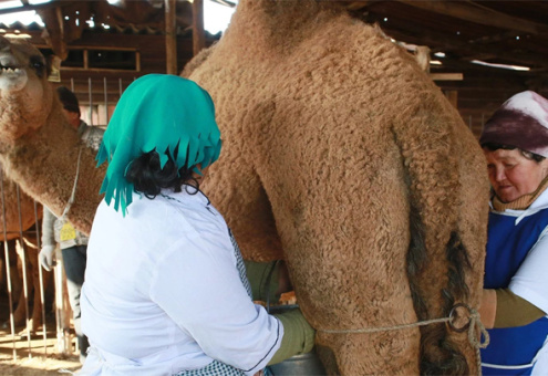 Австралийские специалисты опровергли теорию о пользе верблюжьего молока 
