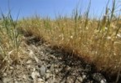 ЕС: Урожай пшеницы находится под угрозой из-за засухи