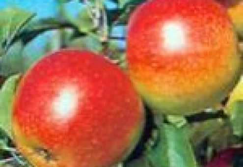 Таможенный союз обнулил пошлины на томаты, огурцы и яблоки
