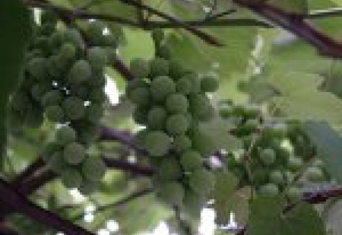 Китайцы будут выращивать в Беларуси виноград