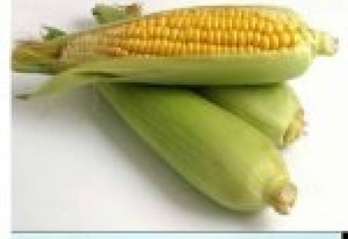ЕС: производство кукурузы в 2011/12 МГ повысится
