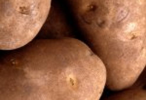 Приоритетами в выращивании картофеля в Беларуси должны стать семеноводство и специализация - эксперт
