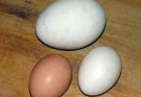 Яйцо-гигант снесла курица на Солигорской птицефабрике