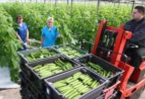 Россия может ввести квоты на импорт "внесезонных" овощей