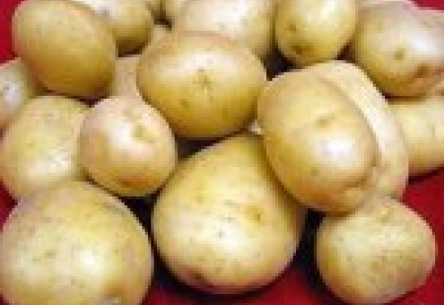 Урожай картофеля в Европе будет ниже показателя прошлого