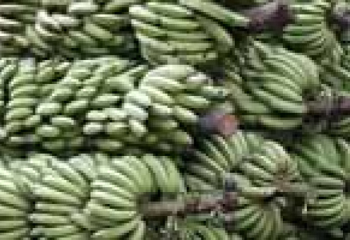 Чрезвычайное положение в банановом секторе Эквадора продлено на 8 недель