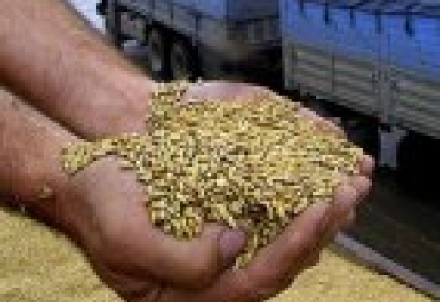 Россия может стать второй в мире по экспорту зерна
