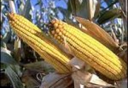 Украина отменила экспортную пошлину на кукурузу и пшеницу