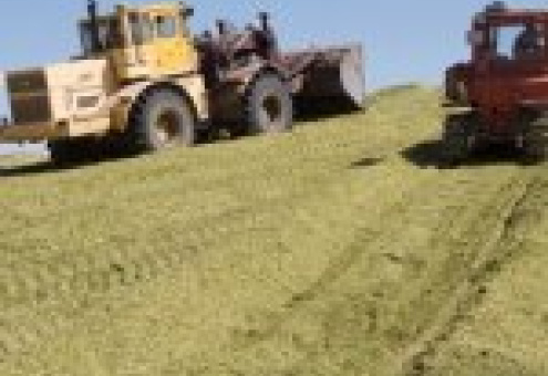 Более 70% кукурузы на силос и зеленый корм в Беларуси уже убрано.
