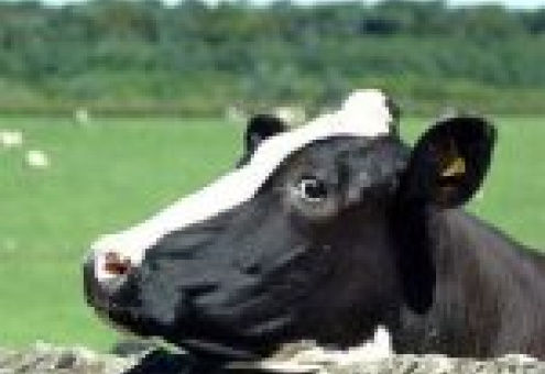 В России впервые за 20 лет произошел рост поголовья коров на 55 тыс. единиц