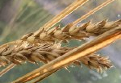 Запасы пшеницы Евросоюза на низком уровне