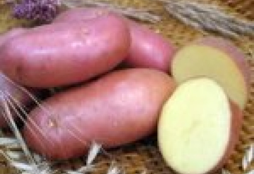 Украина увеличила производство картофеля в три раза