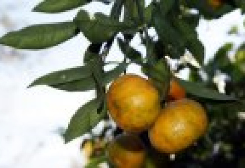 Абхазия сокращает поставки мандаринов в Россию: не хватает урожая