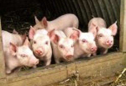 Великобритания намерена развивать экспорт свиней на мировые рынки