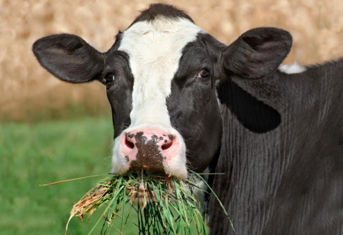 Из-за низкокачественных кормов в Великобритании падает производство молока
