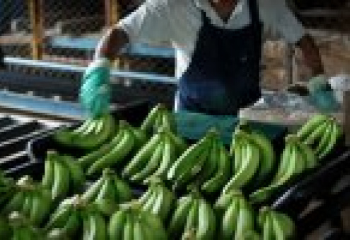 Экспорт эквадорских бананов вырос в 2011 году