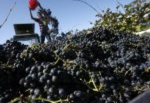 Экспорт винограда в Европу вырастет