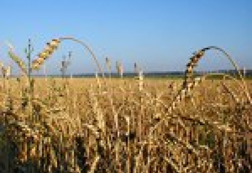Молдова может остаться весной без пшеницы