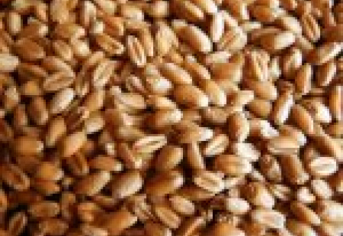 Запасы пшеницы в России уменьшаются