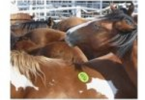 В США возобновится производство конины
